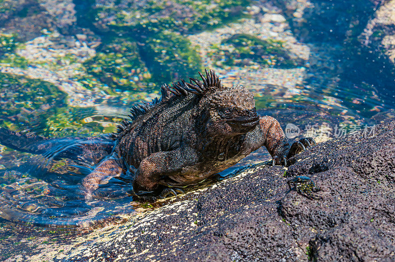 加拉帕戈斯海鬣蜥，Amblyrhynchus cristatus mertensi;埃加斯港，詹姆斯岛，圣地亚哥岛，圣地亚哥岛，加拉帕戈斯群岛国家公园，厄瓜多尔